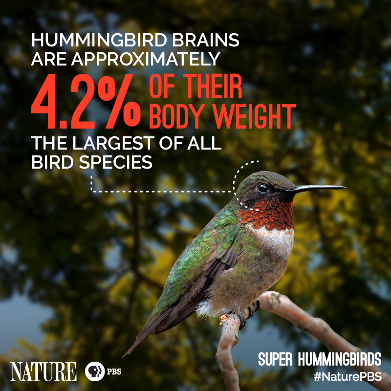 Amazing Hummingbird Facts: Nature's Wonders