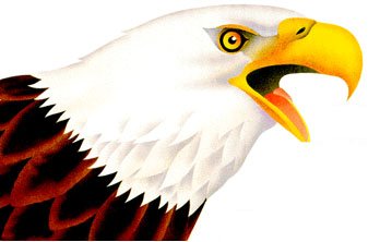 Are Bald Eagles Endangered? Current Status Report