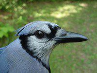 Are Blue Jays Aggressive? Behavior Analysis