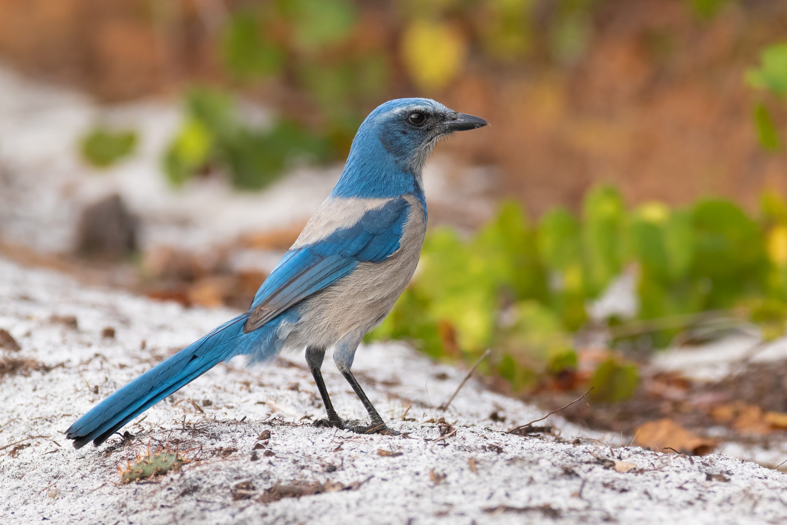 Are Blue Jays Endangered? Conservation Status