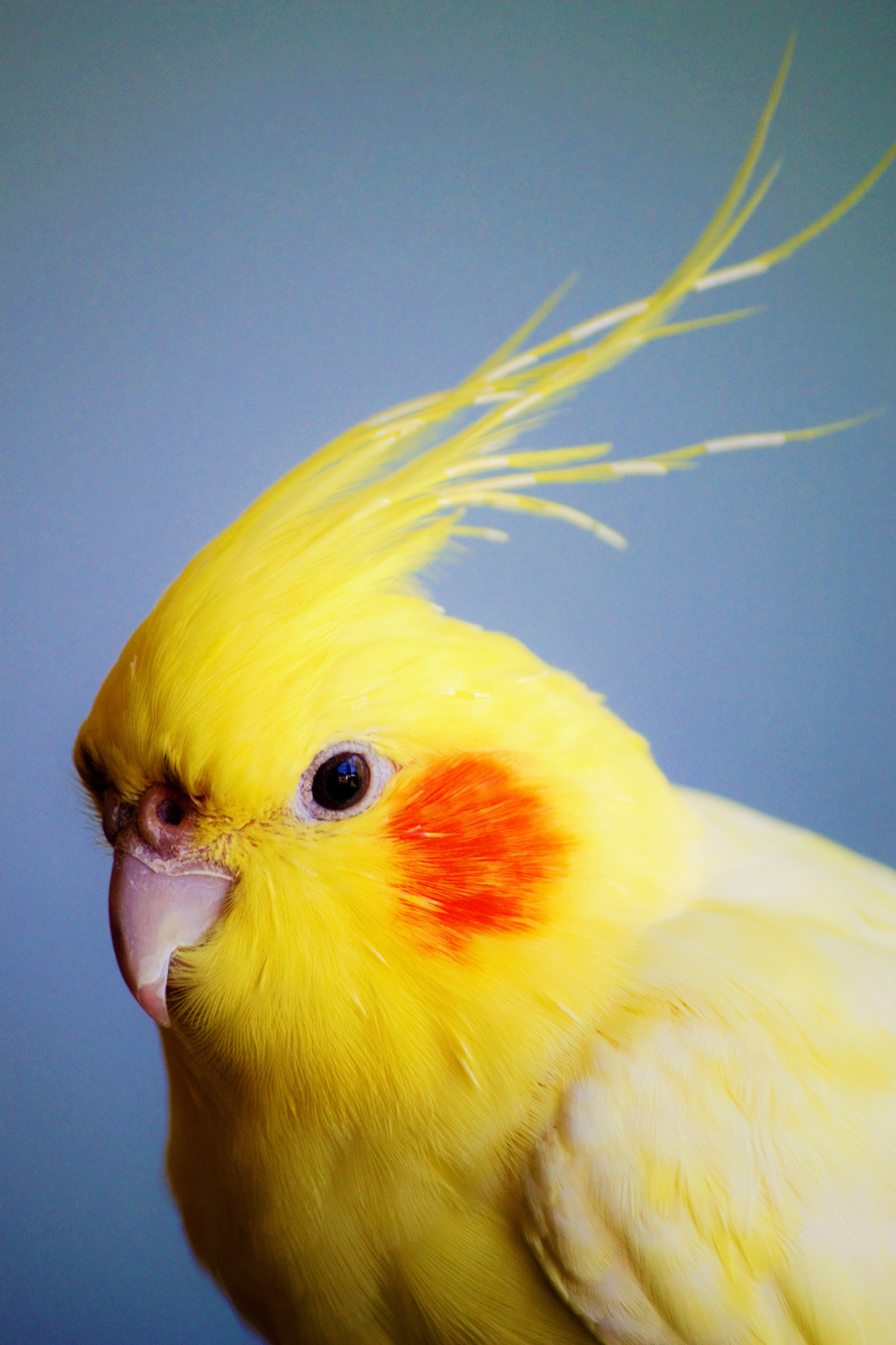 Are Cockatiels Good Pets? Essential Guide