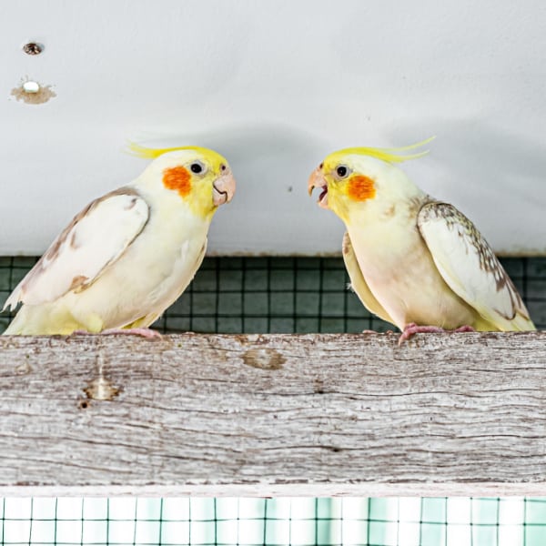 Are Cockatiels Loud? Noise Level Guide