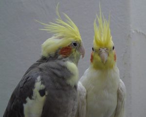 Are Cockatiels Smart? Bird Intelligence Guide