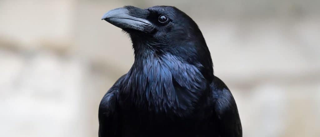 Are Ravens Endangered? Conservation Status Guide