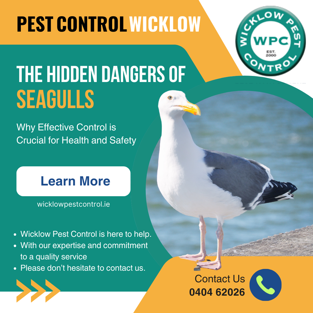 Are Seagull Eggs Edible: Safety & Legal Facts