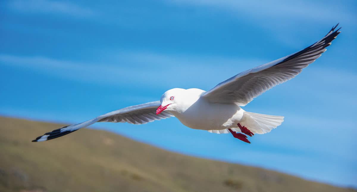 Are Seagulls Aggressive: Understanding Their Behavior