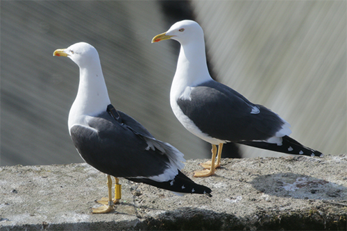 Are Seagulls Considered Pests: Urban Impact Guide