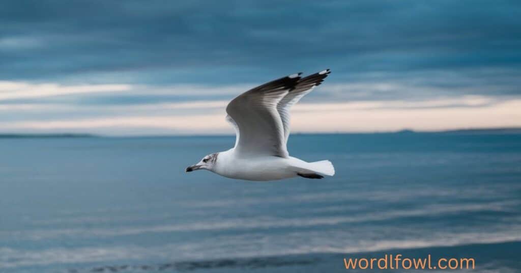 Are Seagulls Endangered: Current Conservation Status