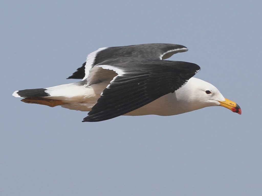 Are Seagulls Omnivores: Diet Classification Guide