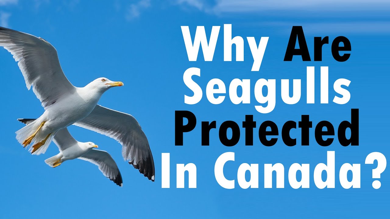 Are Seagulls Protected by Law: Guide to Legal Status