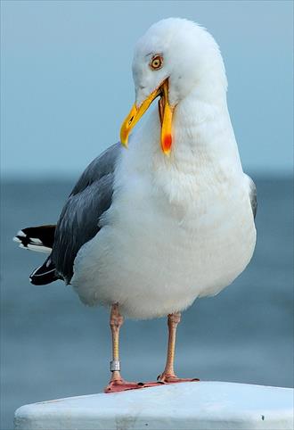 Are Seagulls Smart: Intelligence & Behavior Study