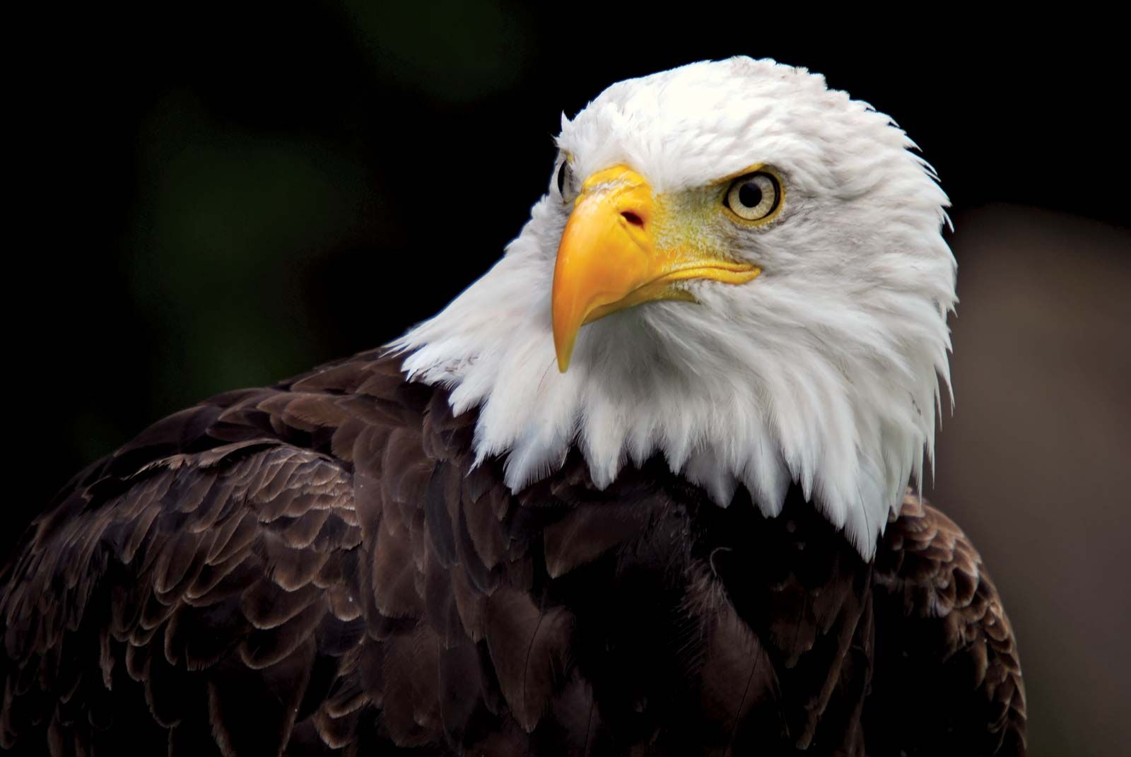 Bald Eagle Behavior: Understanding Their Daily Life