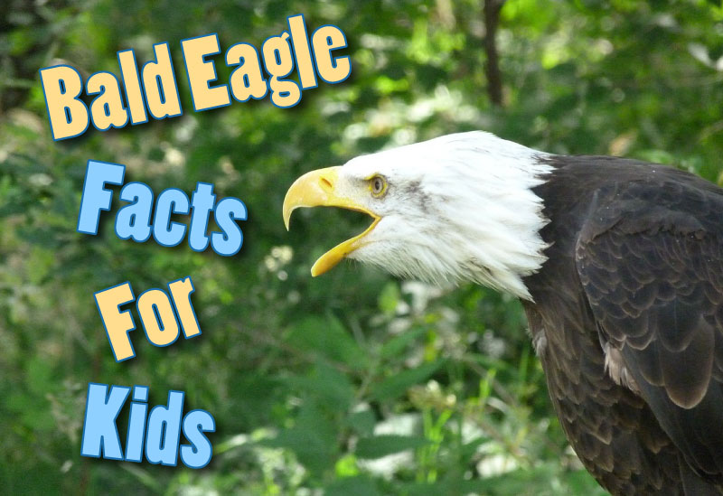 Bald Eagle Facts for Kids: Fun Learning Guide