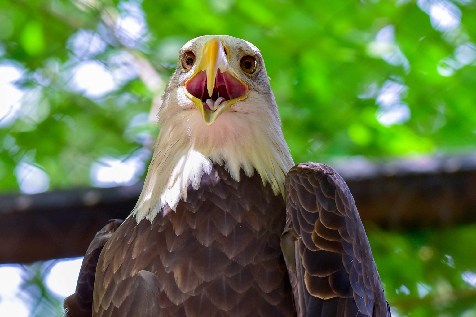 Bald Eagle Habitat: Where These Majestic Birds Live