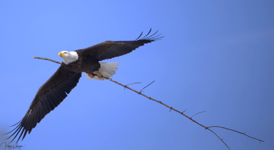 Bald Eagle Male vs Female: Spotting the Differences