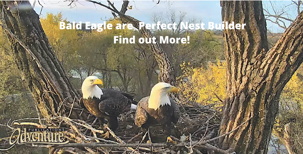 Bald Eagle Nest Size: Building Nature's Sky Fortresses