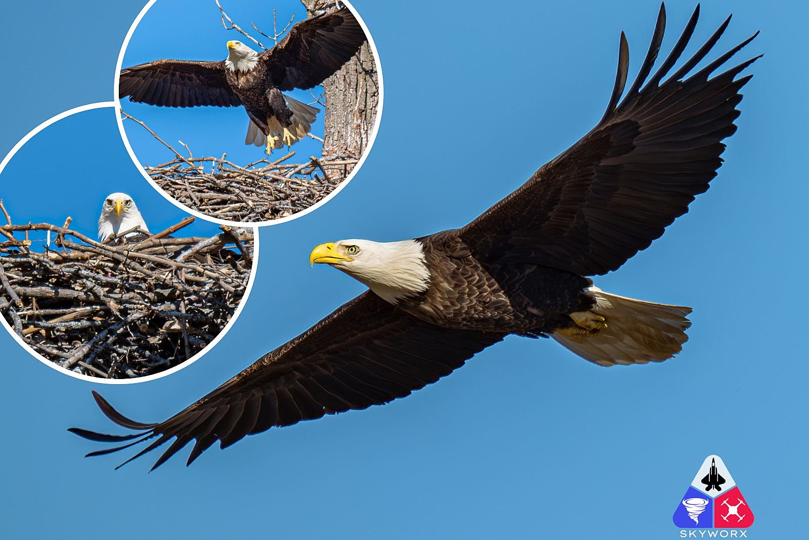 Bald Eagle Predators: Threats to Nature's Kings