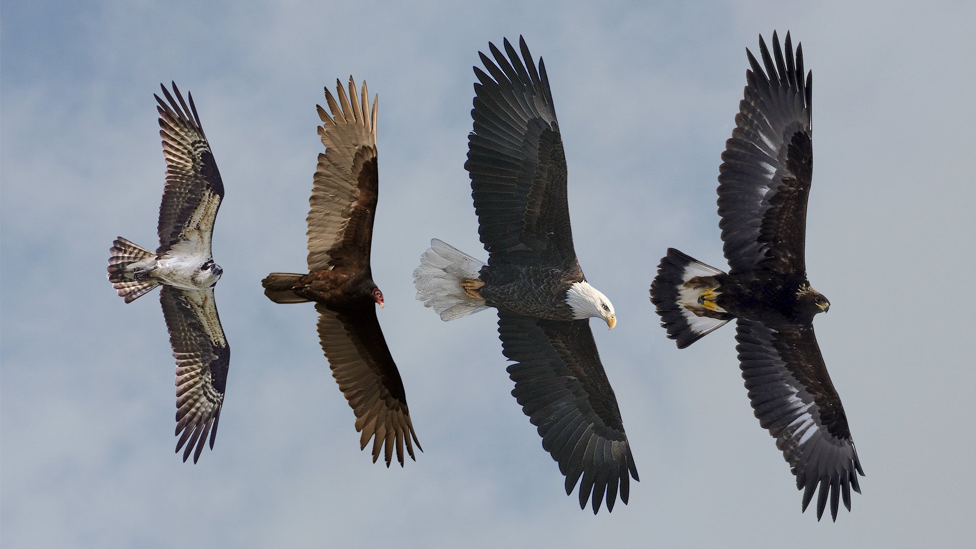 Bald Eagle vs Golden Eagle: Key Differences Guide