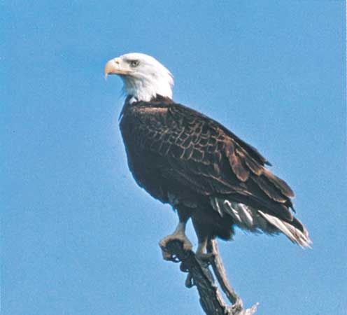 Bald Eagle vs Osprey: Battle of the Fish Hunters