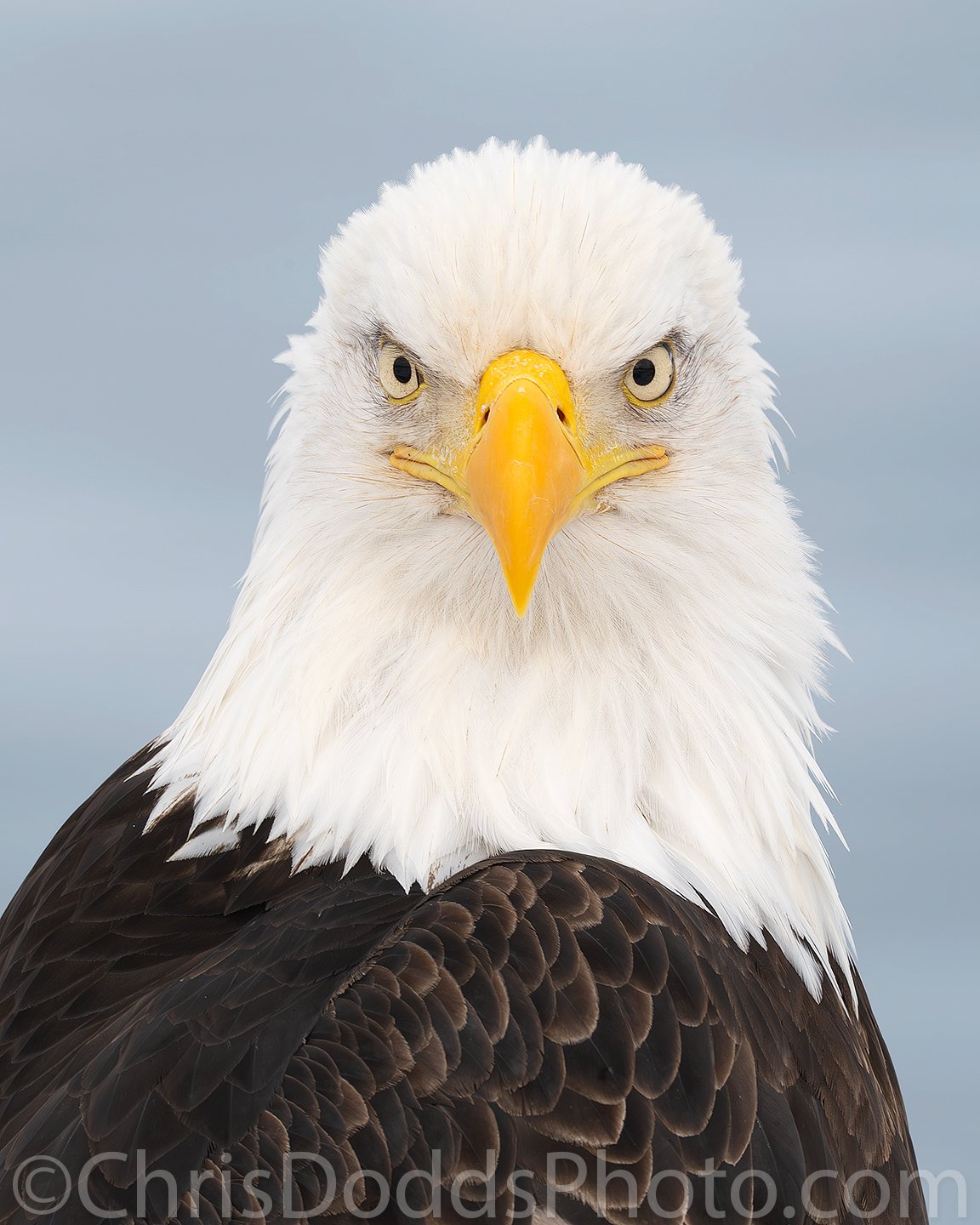 Bald Eagle Wingspan: Tips of Nature's Largest Flyers