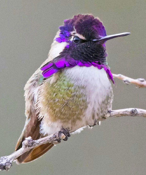 Best Cities for Hummingbirds: Top Locations