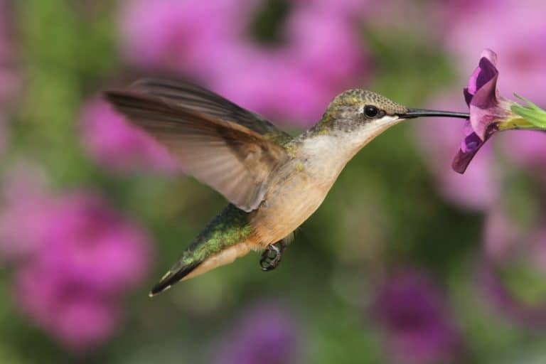 Best Hummingbird Feeder: Top Choices Revealed