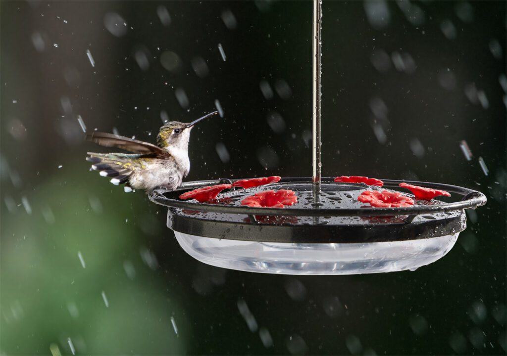 Best Hummingbird Feeders: Species-Specific Guide