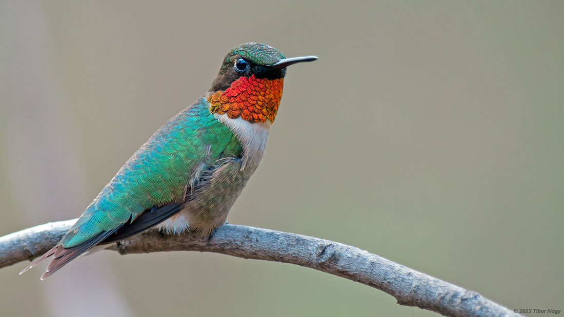 Best Time to See Hummingbirds: Seasonal Guide