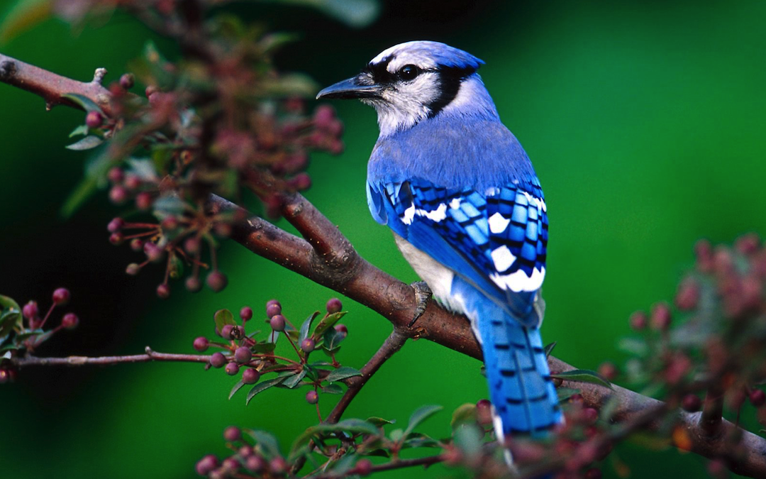 Blue Jay Calls Meaning: Decode Their Communication