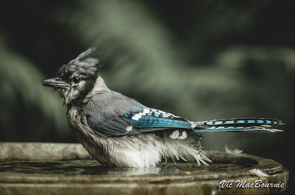 Blue Jay Facts: Essential Guide to These Smart Birds