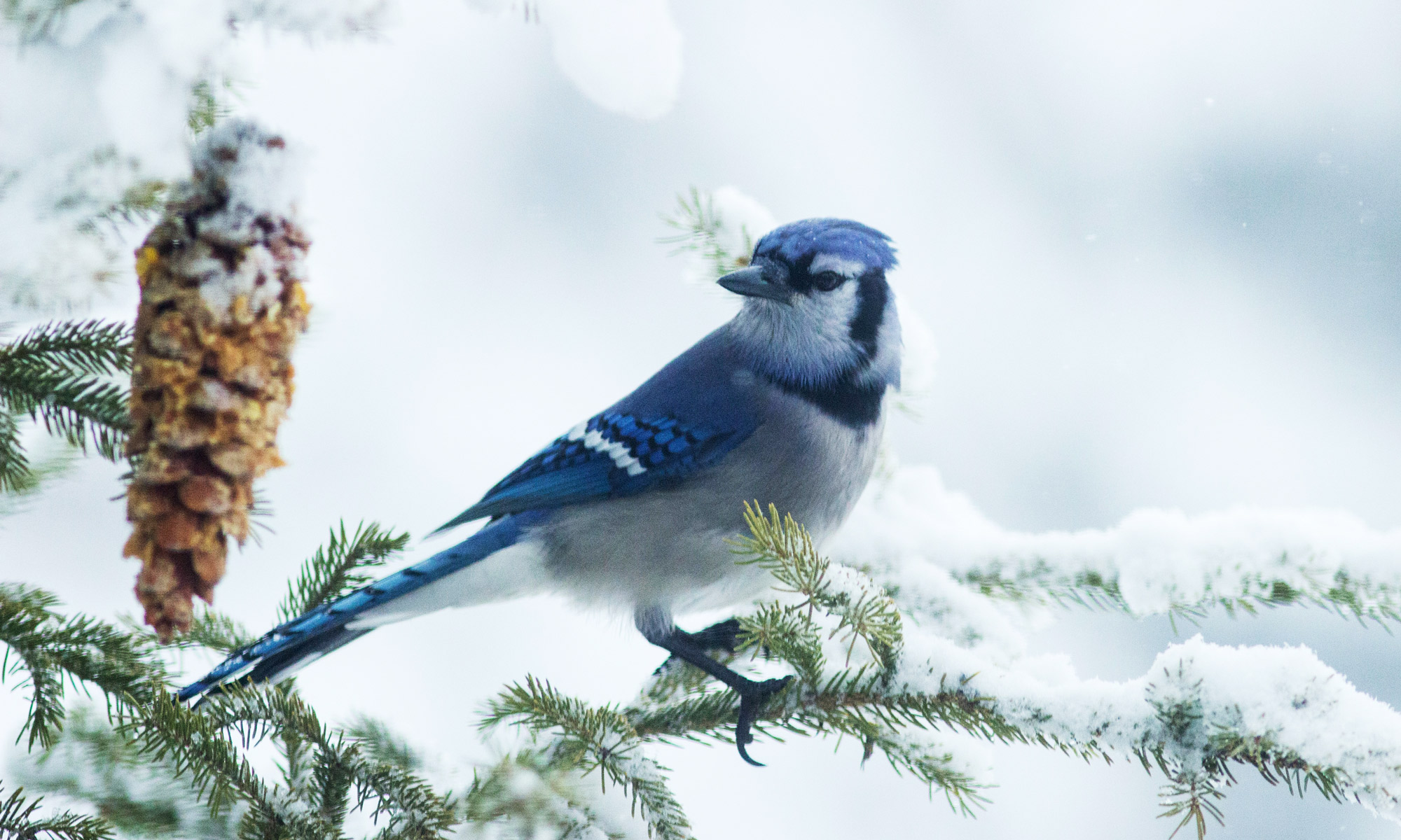 Blue Jay Flying: Aerial Behavior Explained