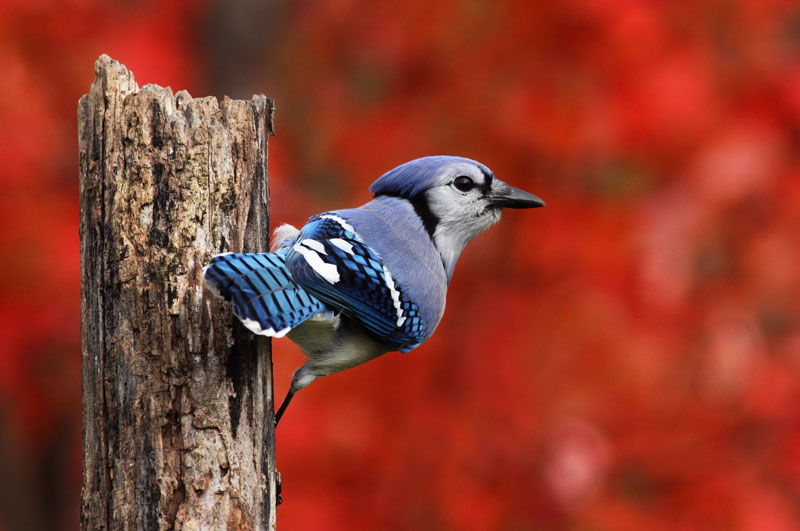 Blue Jay Food: Complete Diet Guide for Wild Feeding