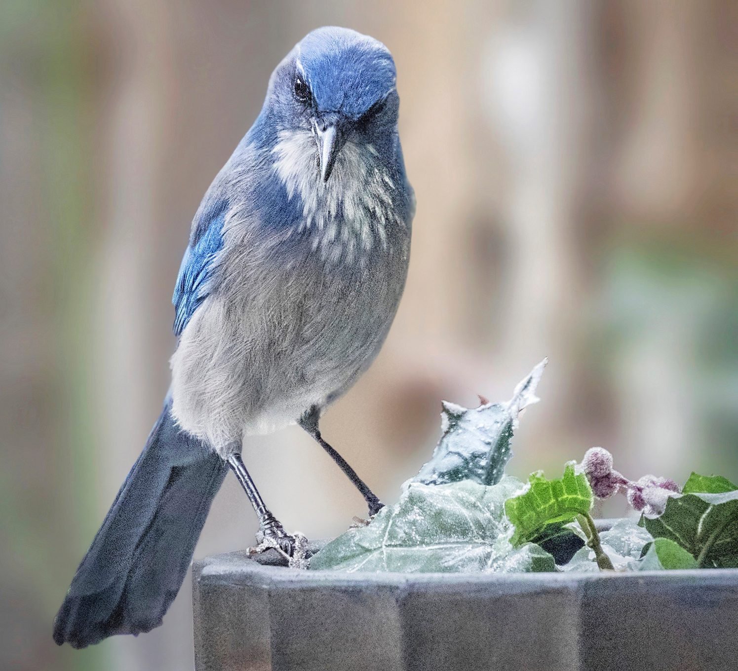 Blue Jay in California: Regional Species Guide