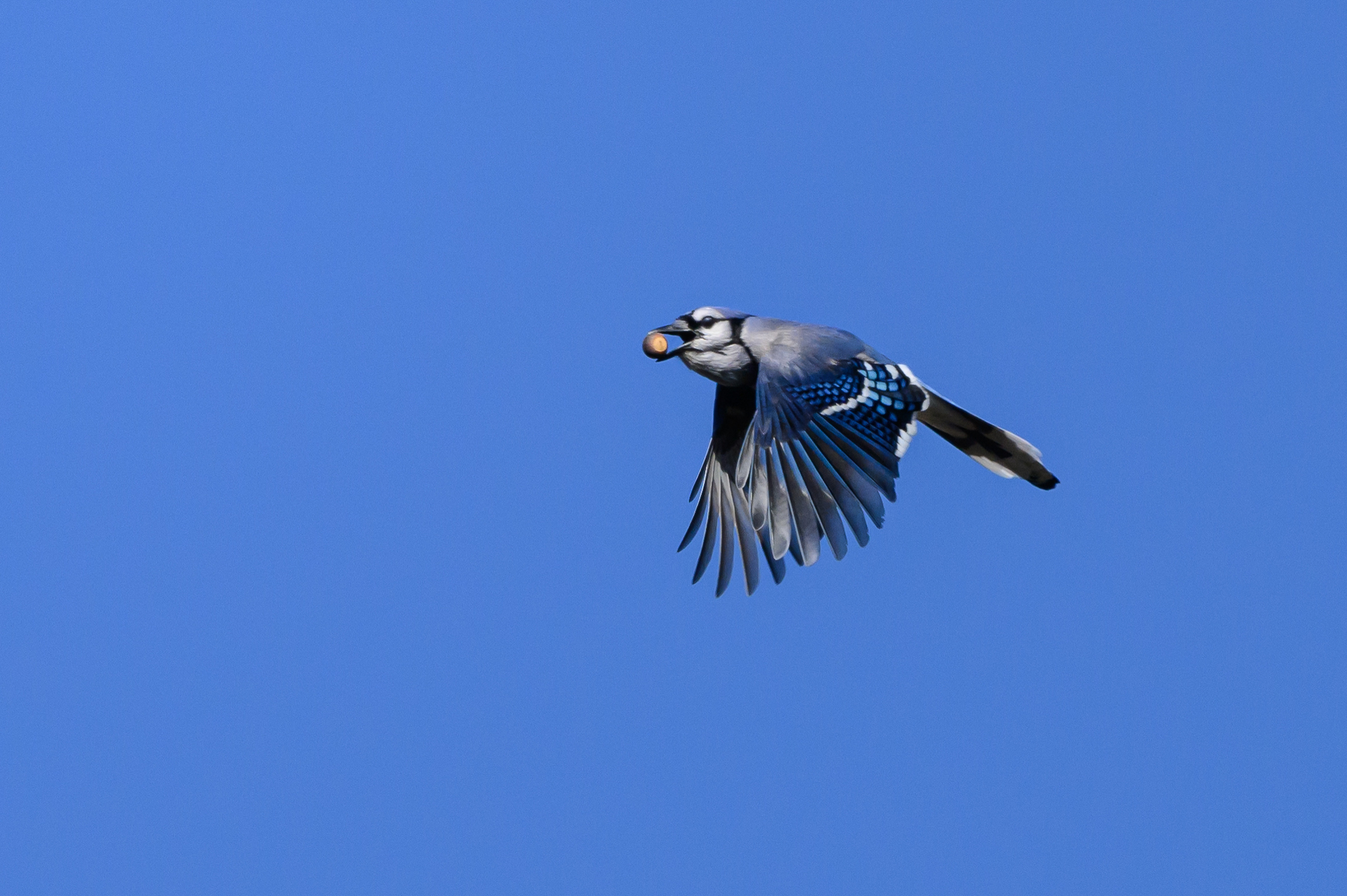 Blue Jay Lifespan: Understanding Their Years in Nature