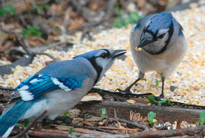 Blue Jay Male and Female: Key Differences Guide