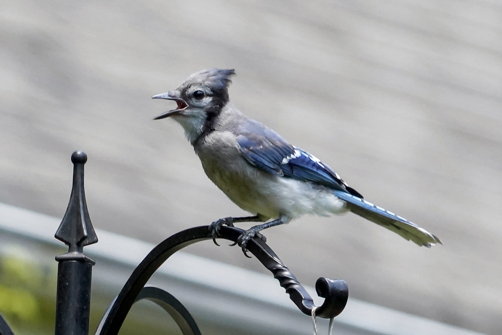 Blue Jay Predators: Understanding Natural Threats