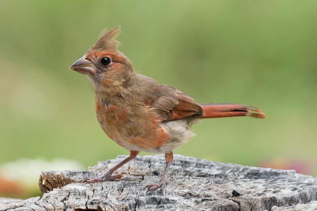 Blue Jay vs Cardinal: Compare These Backyard Birds