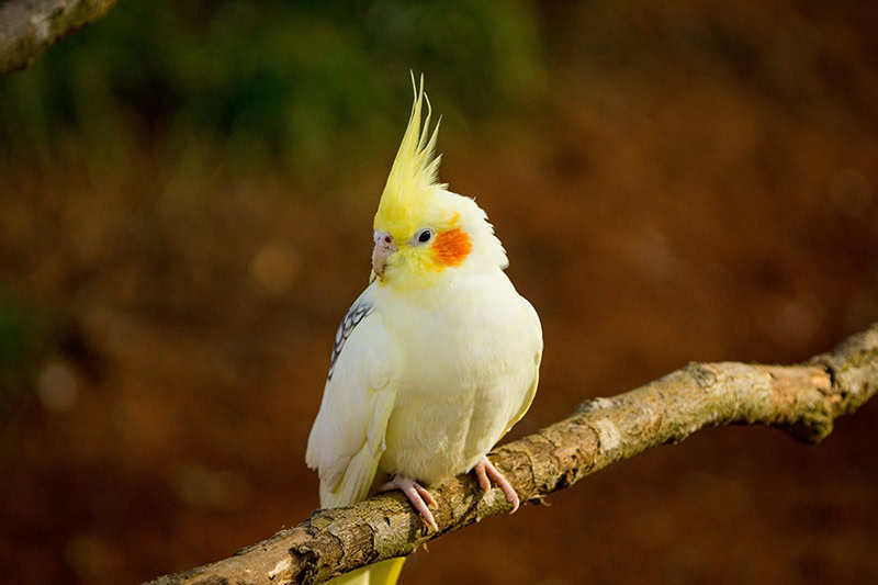 Can a Cockatiel Talk? Speech Training Guide