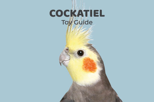 Can Cockatiels Eat Apples? Safe Feeding Guide