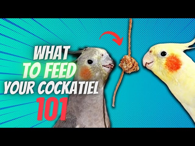 Can Cockatiels Eat Strawberries? Feeding Guide