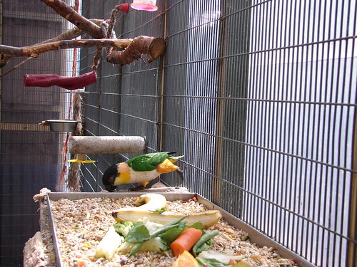 Can Cockatiels Eat Tomatoes? Safe Feeding Guide