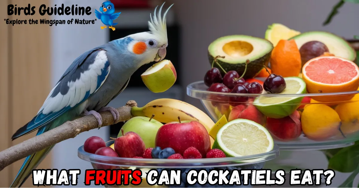 Can Cockatiels Eat Watermelon? Safe Serving Guide