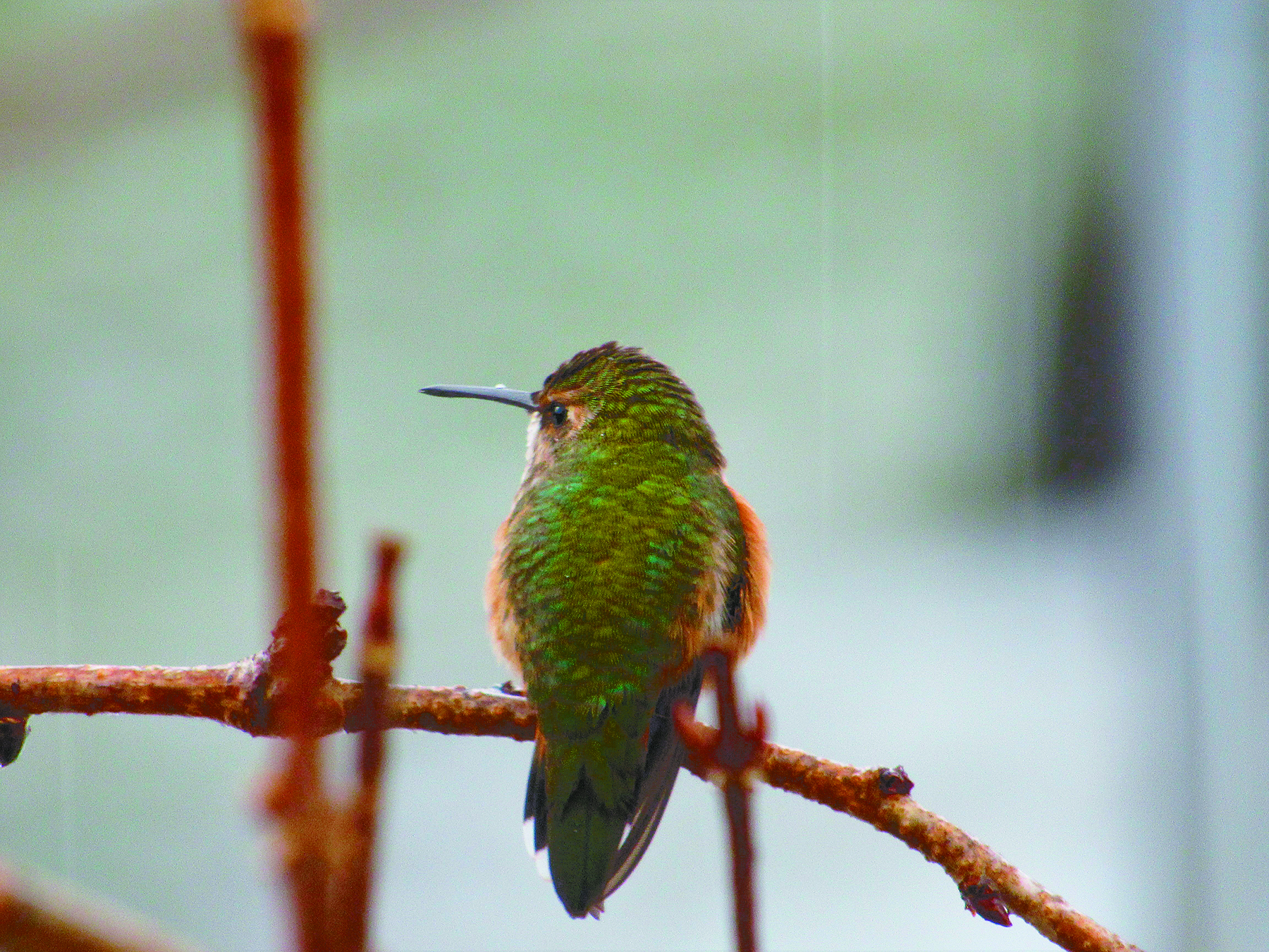 Can Hummingbirds Smell: Sensory Abilities Revealed