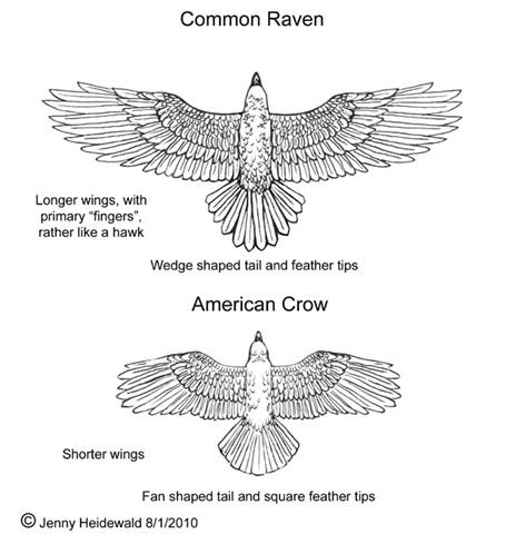 Can Ravens Be Kept as Pets? Legal & Care Guide