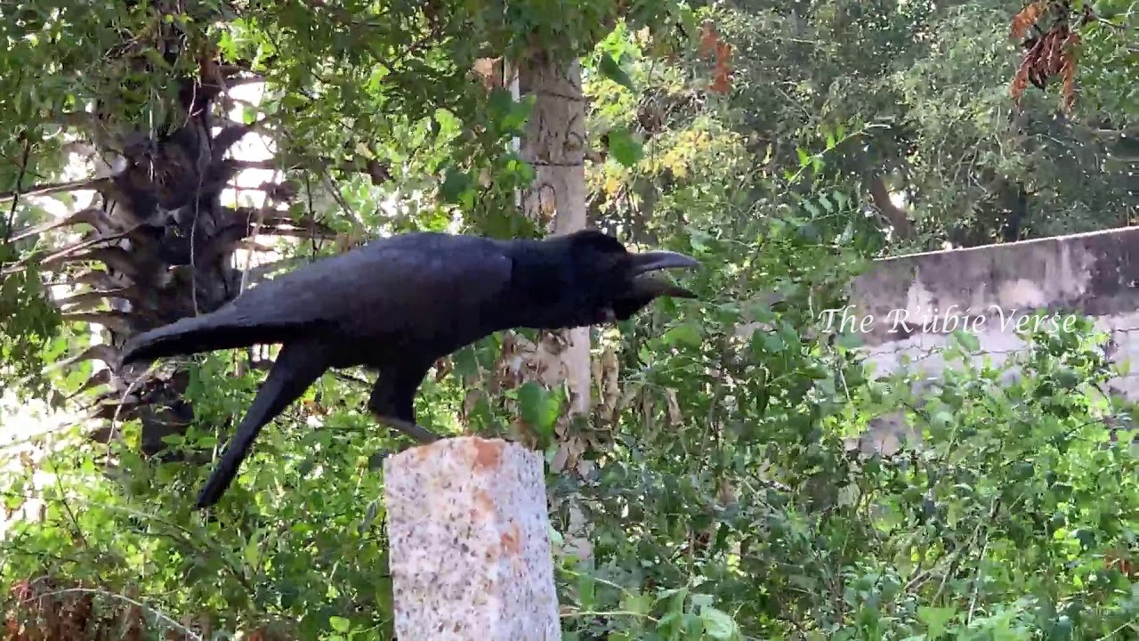 Can Ravens Mimic Human Speech? Vocal Skills Guide