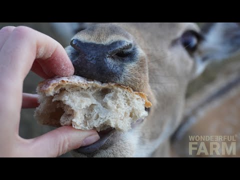 Can Seagulls Eat Bread: Safe Feeding Guidelines