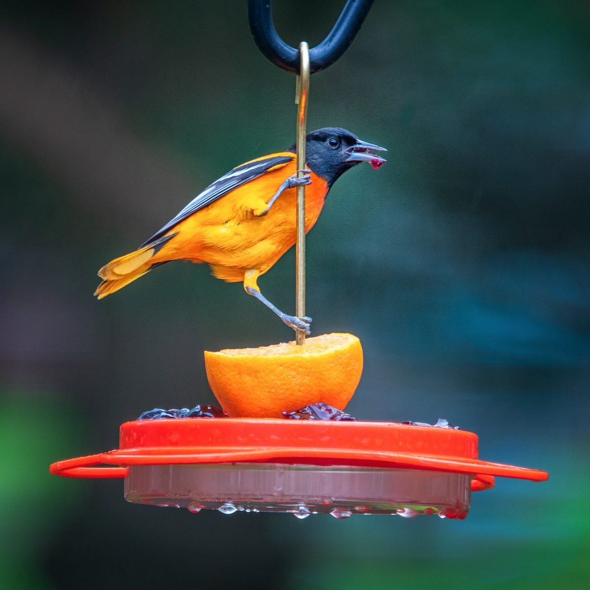 Can Seagulls Eat Grapes: Safe Fruit Options Guide