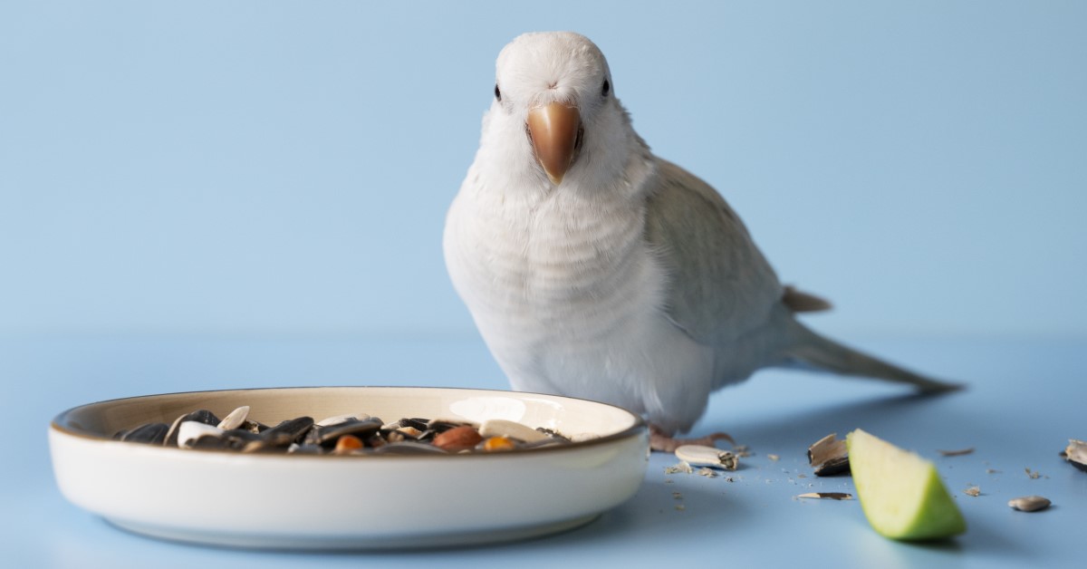 Cockatiel as Pets: Benefits & Considerations