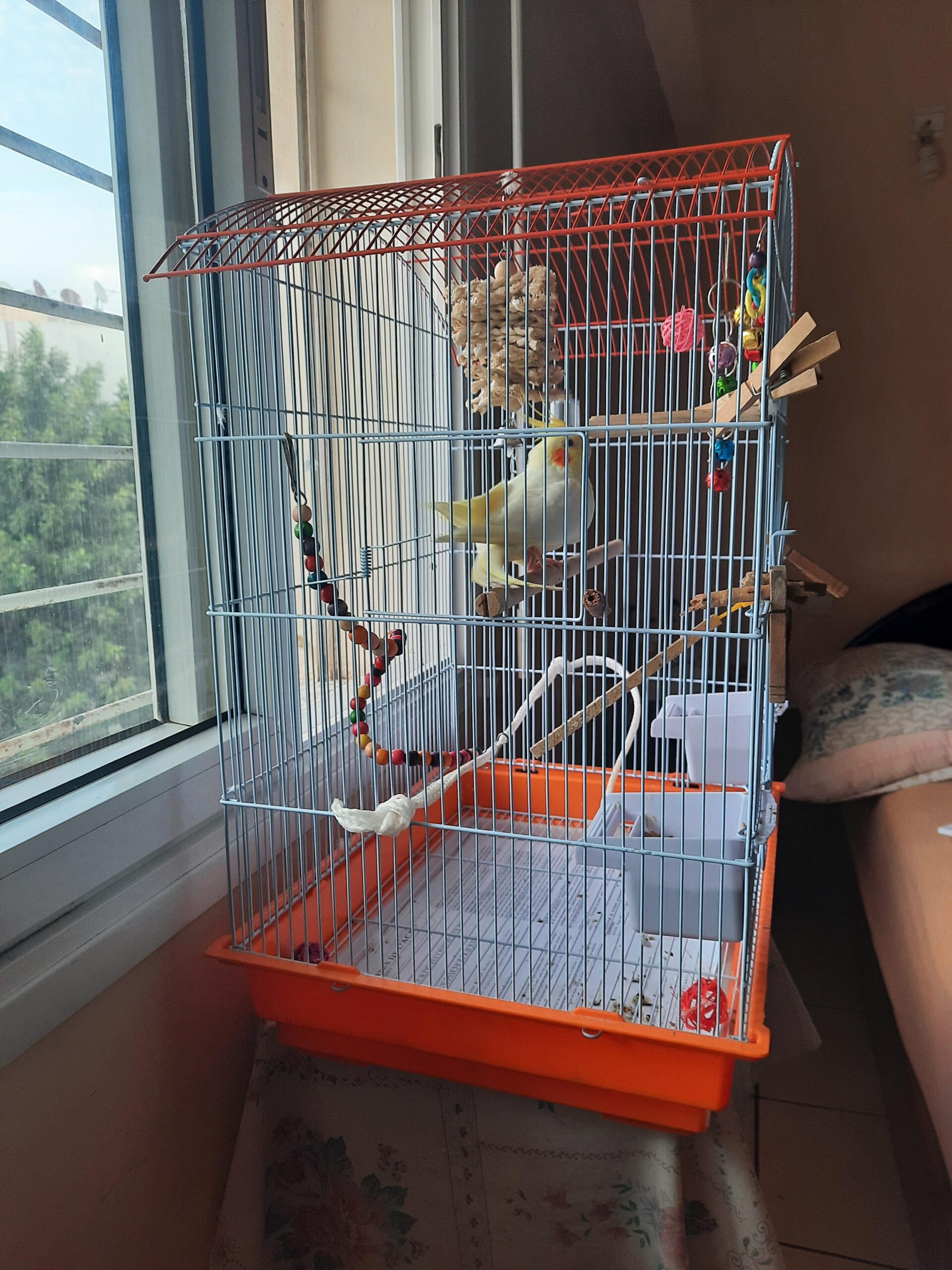 Cockatiel Cage Setup Guide: Essential Tips