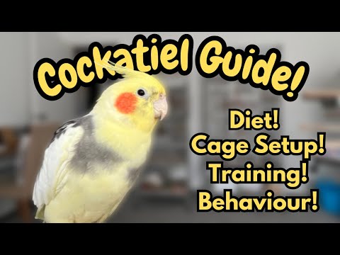 Cockatiel Care: Complete Guide for New Owners